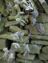 EARLY MORNING FROST ON BRAMBLES WALL Royalty Free Stock Photo