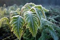 early morning frost on vibrant green fern leaves Royalty Free Stock Photo