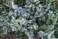 Early morning frozen hoarfrost grass in early autumn morning. Fr Royalty Free Stock Photo