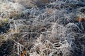 Early morning frozen hoarfrost grass in early autumn morning. Frosty plants in the garden, approaching winter time Royalty Free Stock Photo