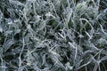 Early morning frozen hoarfrost grass in early autumn morning. Fr Royalty Free Stock Photo