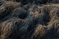 Early morning frozen hoarfrost grass in early autumn morning. Fr Royalty Free Stock Photo