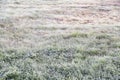 Early morning frozen hoarfrost grass in early autumn morning. Fr Royalty Free Stock Photo