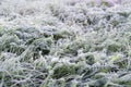 Early morning frozen hoarfrost grass in early autumn morning. Fr Royalty Free Stock Photo