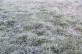 Early morning frozen hoarfrost grass in early autumn morning. Fr Royalty Free Stock Photo