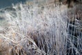 Early morning frozen hoarfrost grass in early autumn morning. Frosty plants in the garden, approaching winter time Royalty Free Stock Photo