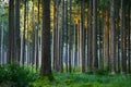 Early morning in a German pine tree forest Royalty Free Stock Photo