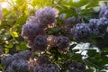 early morning glow on lilac bush Royalty Free Stock Photo