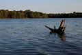 Early morning glow on tree stump in Rend Lake, Illinois Royalty Free Stock Photo