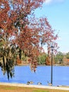 Lake Ella, Autumn and Geese