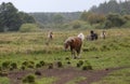 Early in the morning, horses graze freely in the rain Royalty Free Stock Photo