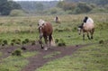 Early in the morning, horses graze freely in the rain Royalty Free Stock Photo