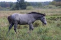 Early in the morning, horses graze freely in the rain Royalty Free Stock Photo