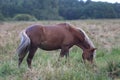 Early in the morning, horses graze freely in the rain Royalty Free Stock Photo