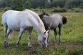 Early in the morning, horses graze freely in the rain Royalty Free Stock Photo