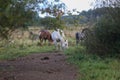 Early in the morning, horses graze freely in the rain Royalty Free Stock Photo