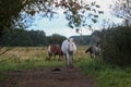 Early in the morning, horses graze freely in the rain Royalty Free Stock Photo