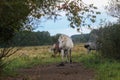 Early in the morning, horses graze freely in the rain Royalty Free Stock Photo