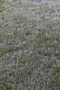 Early morning icy frost on grassy lawn on a winter morning