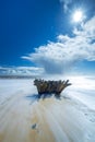 Dead tree stump drift wood with bright early morning sun Royalty Free Stock Photo