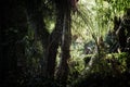 Early morning inside subtropical forest backdrop