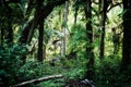 Early morning inside subtropical jungle backdrop