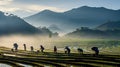 In early morning Japanese farmers wearing wicker hat, harvesting rice in field, sunlight shines rice plants in rural Royalty Free Stock Photo