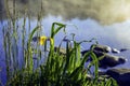 Early morning on lake with fog and golden iris, other swamp plants in natural foreground, dawn, first rays of sun Royalty Free Stock Photo