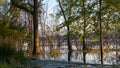 Early Morning Lakeside on a summer day