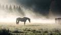 Early morning landscape lonely horse silhouette fog grazing green farm field Domestic animal pasture ranch view outdoors Royalty Free Stock Photo