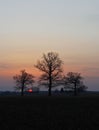 Early morning landscape with old oaks