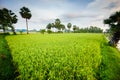 Early morning landscape with palm trees Royalty Free Stock Photo