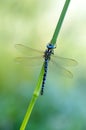 Large dragonfly on a blade of grass dries its wings from dew Royalty Free Stock Photo