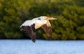 White Pelican Flight - Sanibel Island, Florida Royalty Free Stock Photo