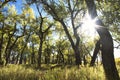 Early morning Cottonwood forest lens flare Royalty Free Stock Photo