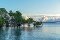 Sunrise On Mangrove Trees In The Sea Royalty Free Stock Photo