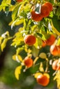 Early morning light shining on a tree laden with ripe bitter oranges, in the Spanish city of Seville Royalty Free Stock Photo