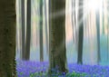 Early morning light spring forest with violet blue bells in the foggy mist Royalty Free Stock Photo