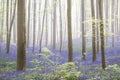 Early morning light spring forest with violet blue bells in the foggy mist Royalty Free Stock Photo