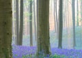 Early morning light spring forest with violet blue bells in the foggy mist Royalty Free Stock Photo