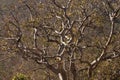 Early morning light on tree on satpura mountains view from Bhimkund point at Chikhaldara Royalty Free Stock Photo