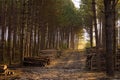 Early Morning On A Logging Road Royalty Free Stock Photo