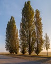 Early morning at meadow, poplar trees alley Royalty Free Stock Photo