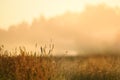 Early morning meadow in soft sunlight.