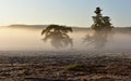 Early morning mist clouding two spooky looking pine trees Royalty Free Stock Photo