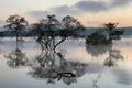 Early morning mist floating over the lake. Steam over the lake slowly floating at dawn time Royalty Free Stock Photo