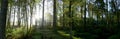 Early Morning Mist Forest Panorama