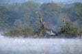 Early morning mist at Groby Pool