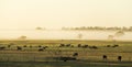 Morning mist in the pasture of the farm Royalty Free Stock Photo