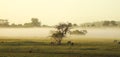 Morning mist in the pasture of the farm Royalty Free Stock Photo